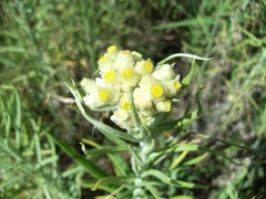 Pseudognaphalium gaudichaudianum