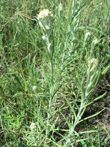 Pseudognaphalium gaudichaudianum, photograph 1