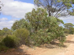 Eucalyptus ammophila