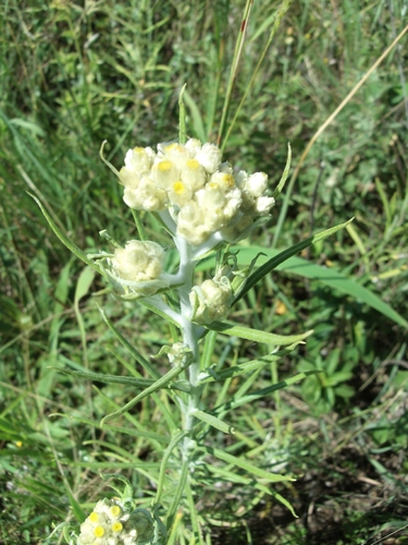 Pseudognaphalium gaudichaudianum, photograph 2
