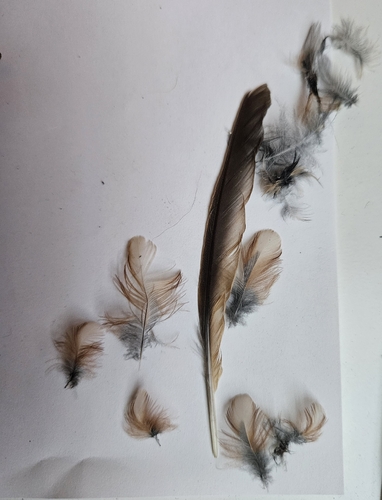 Plume de Sittelle torchepot