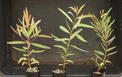 Eucalyptus ammophila