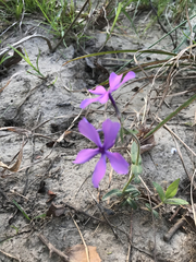 Phlox divaricata divaricata