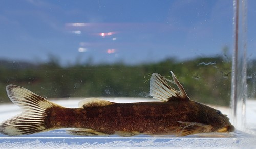 Sawfin rock catlet (Chiloglanis paratus) — Mochokidae — 3