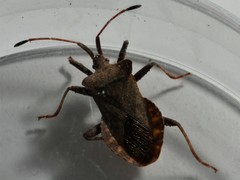 Coreus marginatus