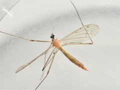 Limonia phragmitidis