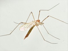 Limonia phragmitidis