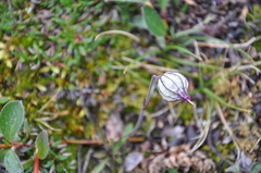Silene uralensis uralensis