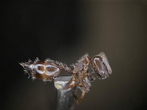 Crematogaster gullukdagensisCrematogaster gullukdagensis