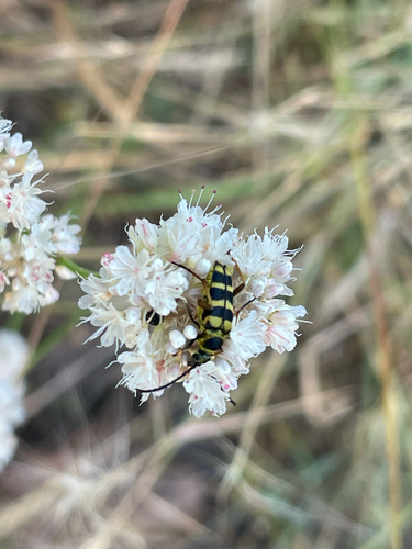 iNaturalist observation photo of Stenostrophia tribalteata