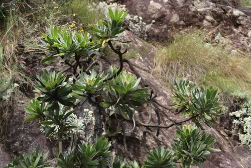 Protea roupelliae, photograph 4