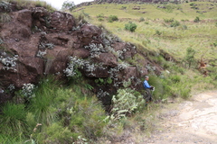 Helichrysum sutherlandii