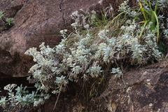Helichrysum sutherlandii, photograph (c) Tony Rebelo, some rights reserved (CC BY-SA)