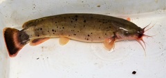 Malapterurus shirensis