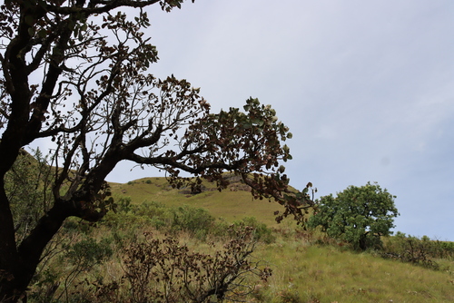 Greyia sutherlandii, photograph 5