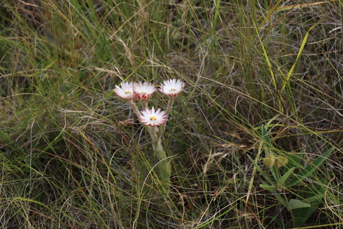 Helichrysum adenocarpum, photograph 2