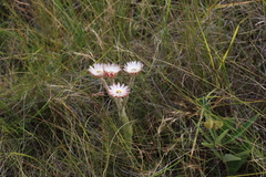 Helichrysum adenocarpum, photograph (c) Tony Rebelo, some rights reserved (CC BY-SA)