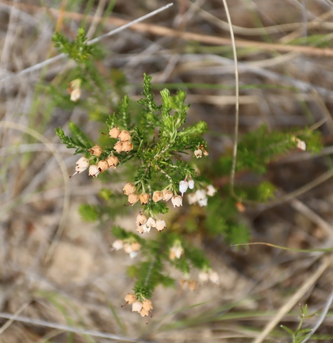 Erica drakensbergensis, photograph 1