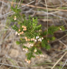 Erica drakensbergensis, photograph (c) Tony Rebelo, some rights reserved (CC BY-SA)