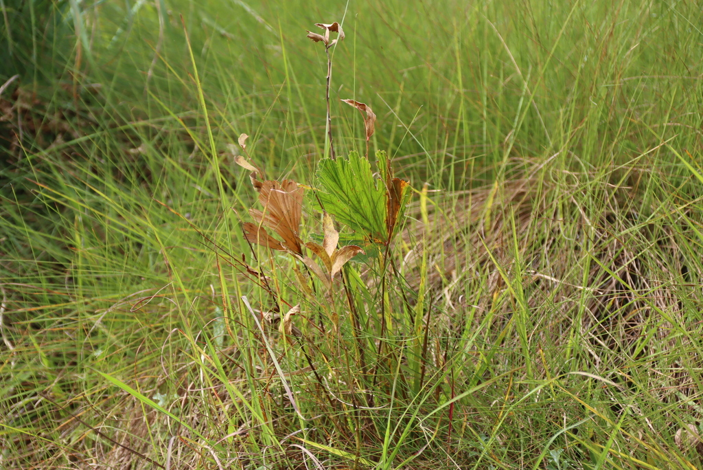 Pelargonium luridum; photograph (c) Tony Rebelo, some rights reserved (CC BY-SA)