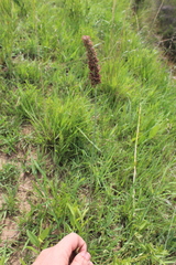Setaria incrassata