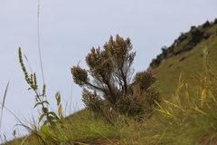 Erica drakensbergensis