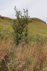 Leucosidea sericea, photograph (c) Tony Rebelo, some rights reserved (CC BY-SA)