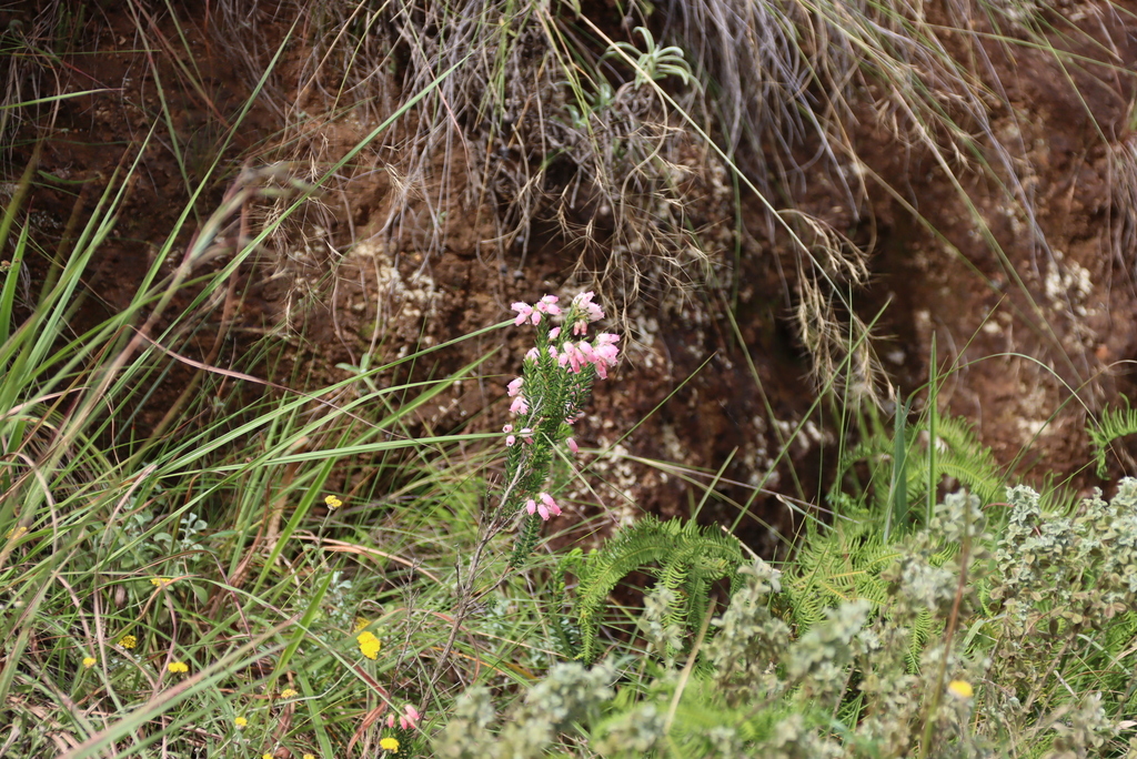 Erica oatesii; photograph (c) Tony Rebelo, some rights reserved (CC BY-SA)
