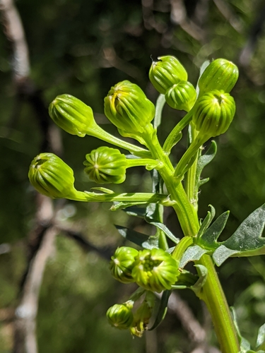 Image of Brewer's Ragwort (Packera breweri) by no rights reserved