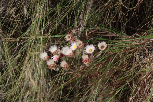 Helichrysum adenocarpum, photograph 1