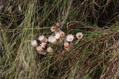 Helichrysum adenocarpum, photograph (c) Tony Rebelo, some rights reserved (CC BY-SA)
