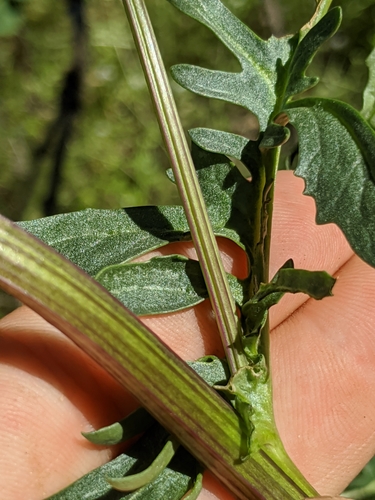 Image of Brewer's Ragwort (Packera breweri) by no rights reserved