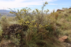 Searsia dentata, photograph (c) Tony Rebelo, some rights reserved (CC BY-SA)