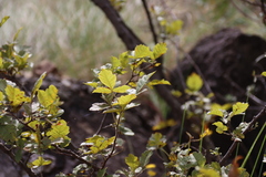Searsia dentata, photograph (c) Tony Rebelo, some rights reserved (CC BY-SA)