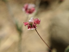 Eriogonum gracillimum