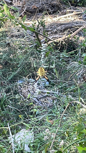 Yellow Garden Spider