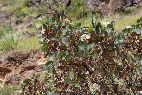 Greyia sutherlandii, photograph 4