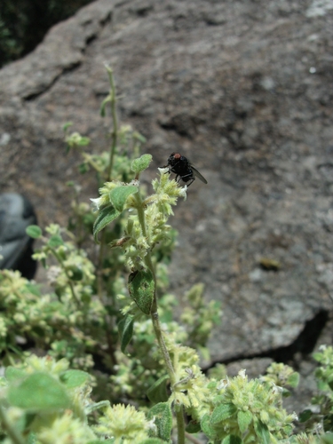 Minthostachys verticillata, photograph 2