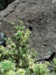 Minthostachys verticillata, photograph (c) Lucas Carbone, some rights reserved (CC BY)