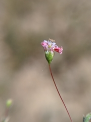 Eriogonum gracillimum