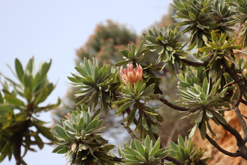 Protea roupelliae, photograph 3