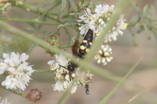 Noble Scoliid Wasp