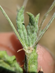 Eriogonum gracillimum