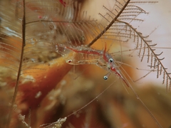 Manipontonia psamathe