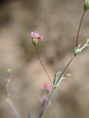 Eriogonum gracillimum