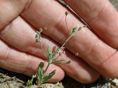 Eriogonum gracillimum
