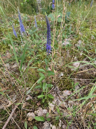 Spiked Speedwell