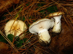 Hygrophorus flavodiscus
