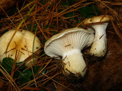 Hygrophorus flavodiscus
