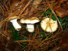 Hygrophorus flavodiscus